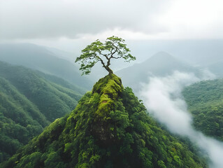 Lone tree mountain peak misty landscape