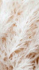Fototapeta premium Delicate White Plant Fibers Creating a Soft and Ethereal Background for Nature and Texture Aesthetics
