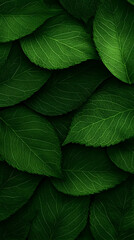 Obraz premium Lush green leaves background, nature texture