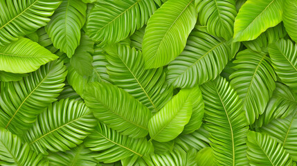 Lush green tropical leaves background
