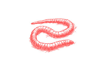 Earthworm hand drawn Illustration Sketch Vector Isolated