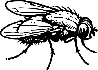 Fruit fly hand drawn Illustration Sketch Vector Isolated