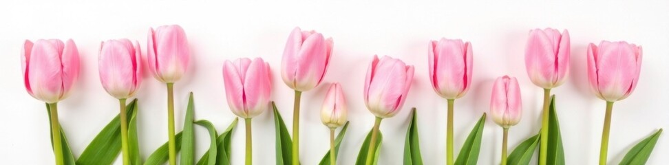 Fototapeta premium Soft pink tulips bloom on a crisp white canvas, Tulips White Background Pink Flowers Isolated, Floral Arrangement