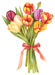 Obraz premium PNG Tulip art illustration watercolor.