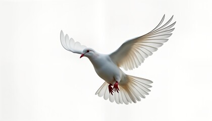 Obraz premium White dove soars freely against plain white background. Symbol of peace, hope. Beautiful bird in flight. Elegant creature natural beauty. Perfect for illustrating purity, spiritual themes. Great