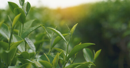 Green tea tree leaves camellia sinensis in organic farm sunlight. Fresh young tender bud herbal farm on summer morning. Sunlight Green tea tree plant. Close up Tree tea plant green nature in morning