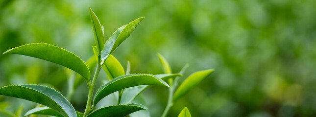 Banner Green tea tree leaves field young tender bud herbal Green tea tree in camellia sinensis organic farm. Panorama Fresh Tree tea leaf plant green nature in herbal farm background with Copy Space