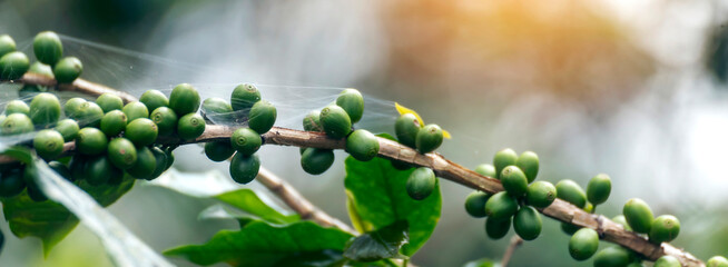 Banner Green coffee bean berry plant with sunlight. Panorama Fresh raw seed coffee tree growth in eco organic farm morning time. Close up Green seed berries arabica coffee garden with copy space