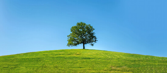 Fototapeta premium One tree on green grassy hill with blue sky background.