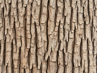 Tree bark texture, natural pattern, outdoors
