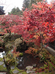 新潟 紅葉 中野邸