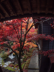 新潟 紅葉 中野邸
