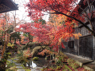 新潟 紅葉 中野邸