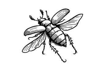 Ground beetle hand drawn Illustration Sketch Vector Isolated