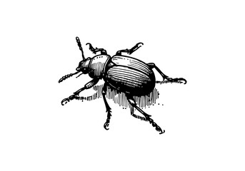 Ground beetle hand drawn Illustration Sketch Vector Isolated