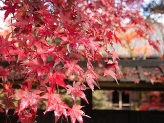 新潟 紅葉 中野邸