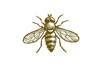 Hoverflies hand drawn Illustration Sketch Vector Isolated