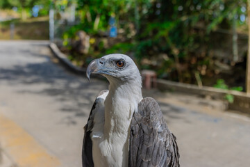 close up portrait of a Wild Eagle standing on perch at Patong Beach Phuket Thailand 