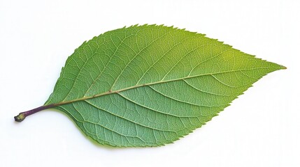 Obraz premium Close-up of a delicate tree leaf, with a focus on its fragility and fine details against a white background