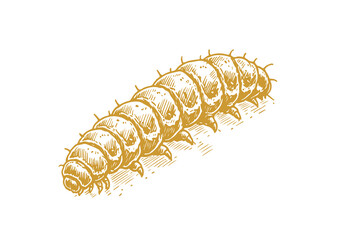 Larvae hand drawn Illustration Sketch Vector Isolated