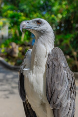 close up portrait of a Wild Eagle standing on perch at Patong Beach Phuket Thailand 