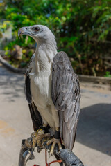 close up portrait of a Wild Eagle standing on perch at Patong Beach Phuket Thailand 