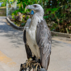 close up portrait of a Wild Eagle standing on perch at Patong Beach Phuket Thailand 