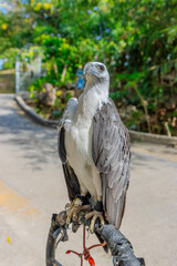 close up portrait of a Wild Eagle standing on perch at Patong Beach Phuket Thailand 