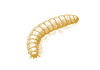 Mealworm hand drawn Illustration Sketch Vector Isolated