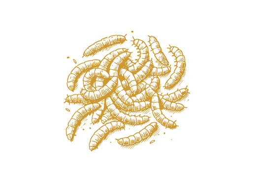 Mealworm hand drawn Illustration Sketch Vector Isolated