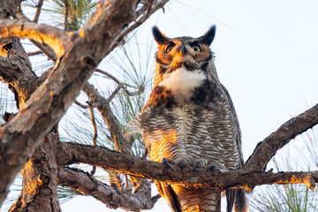 Great horned owl (Bubo virginianus) at Robinson Preserve in Florida just before sunset