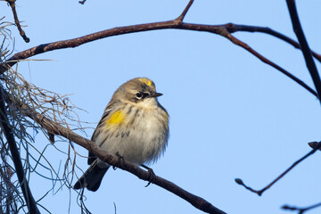 Yellow-rumped warbler (Setophaga coronata) looking cute and round on a thin branch in southwest Florida