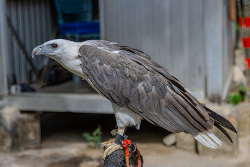 close up portrait of a Wild Eagle standing on perch at Patong Beach Phuket Thailand 
