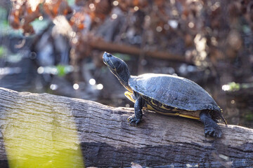 Obraz premium A freshwater turtle in Sarasota, Florida