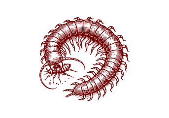 Milipede hand drawn Illustration Sketch Vector Isolated