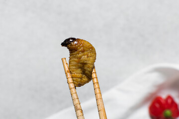 Overhead view of roasted sago worms in chopsticks, top view of palm worms on white background, flatlay view of roasted grub worms