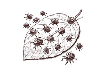 mites hand drawn Illustration Sketch Vector Isolated