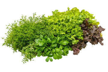 Obraz premium Fresh assortment of culinary herbs and lettuce on a white background, ideal for healthy lifestyle and gardening concepts.