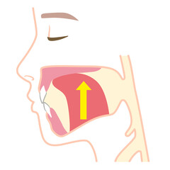 正しい舌の位置　ミューイング