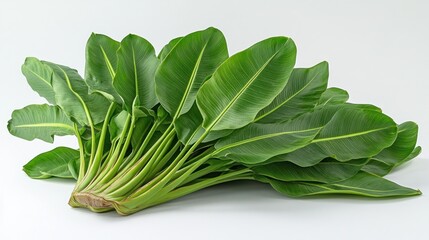 Fresh green leaves, studio shot, white background, healthy food