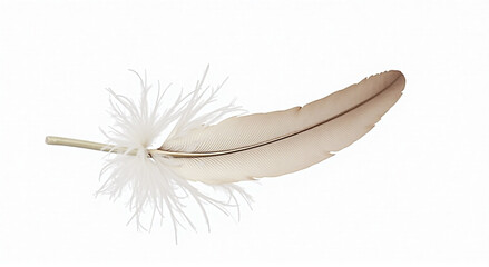 Obraz premium white feather on black background, feather, bird, white, isolated, quill, pen, object, light, wing, single, black, blue, macro, nature, animal, writing, plume, close-up, ink, feathers, dove, vector, f