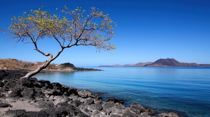 Lone Tree by the Ocean