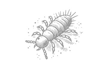 Springtail hand drawn Illustration Sketch Vector Isolated