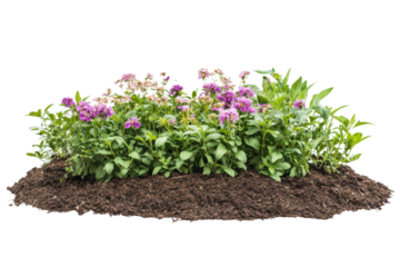 Colorful flower bed with various blooming plants and rich soil, ideal for gardening enthusiasts and nature lovers, white isolated background.