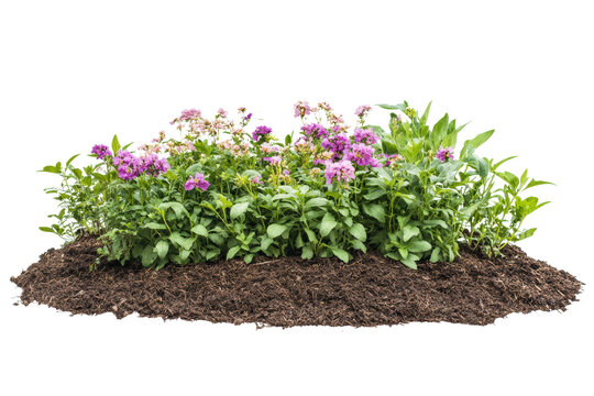Fototapeta Colorful flower bed with various blooming plants and rich soil, ideal for gardening enthusiasts and nature lovers, white isolated background.