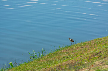 Beautiful little heron poses elegantly in front of a lake looking for food.