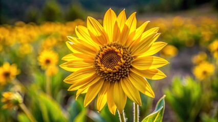 Fototapeta premium Yellow Arrowleaf Balsamroot Wildflower Portrait Photography: Stunning Close-up Images of Nature's Beauty