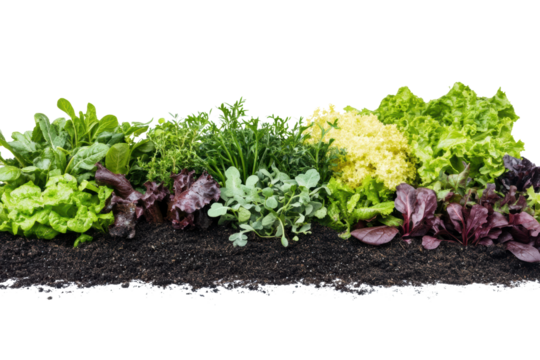 Fresh, vibrant assortment of leafy greens including lettuce and herbs on a rich soil background, ideal for healthy eating and gardening themes.