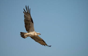 Eastern Osprey ( Pandioncristatus ) in flight with isolated blue sky background.