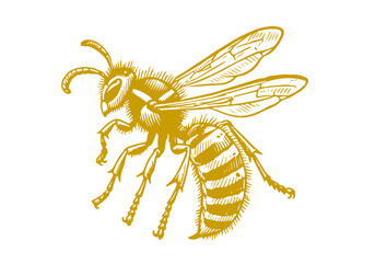 Yellowjacket hand drawn Illustration Sketch Vector Isolated